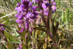 Rosettjungfrulin