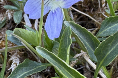 Dvärgviol