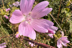Myskmalva