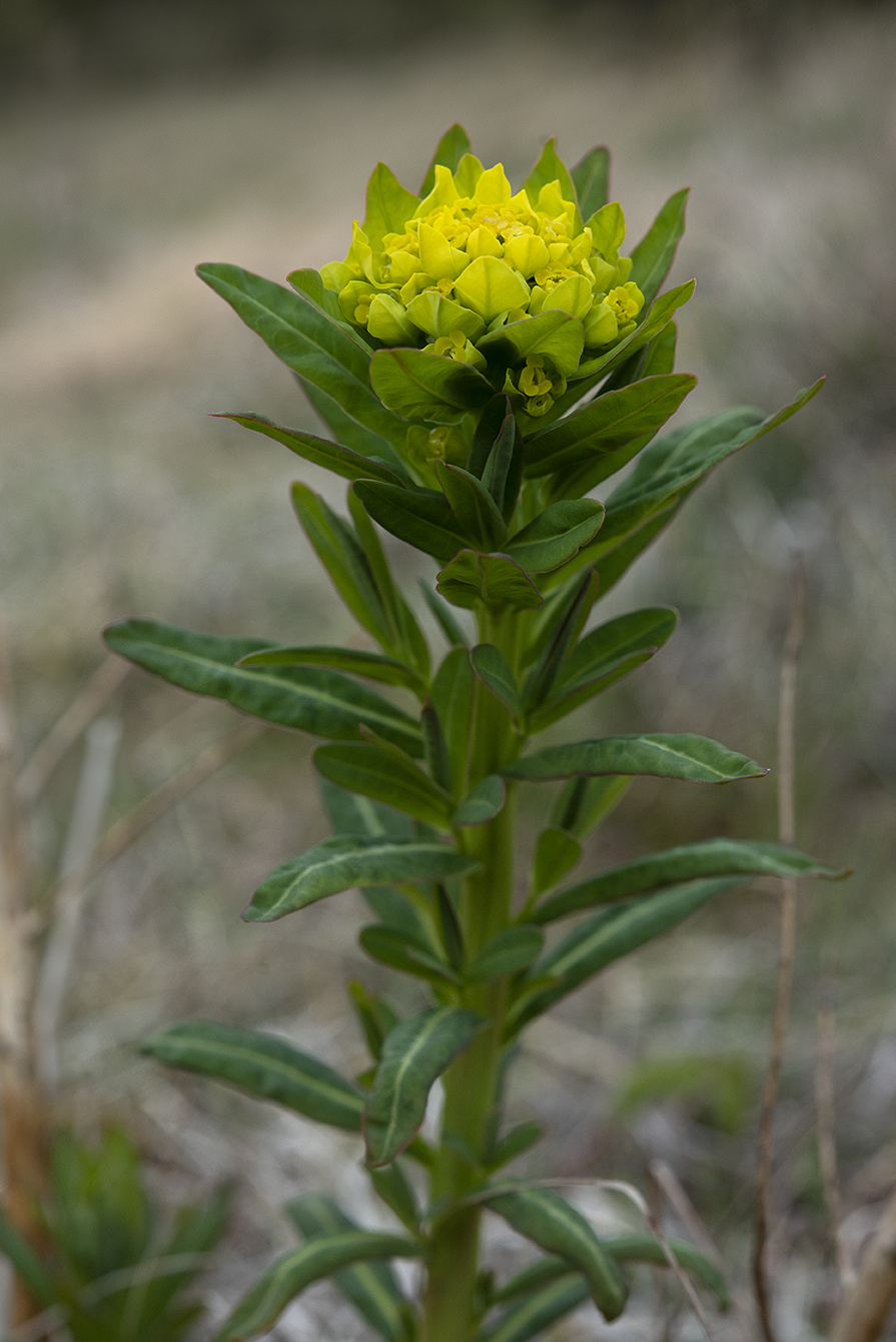 Karrtorel-Foto-M-Westerlind