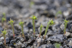Smatorel-Foto-M-Westerlind