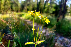 Bergjohannesört