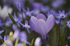 Vårkrokus & Vårstjärna