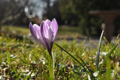 Vårkrokus
