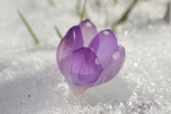Snökrokus