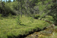 Gräsull vid källbäck, Vitärtskällan