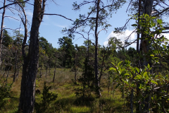 Vitärtskällan