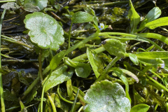 Spikblad